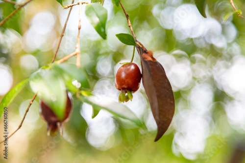 Fotografie Ripe Eugenia involucrata, an exotic cherry spice commonly found in South America, especially in Brazil