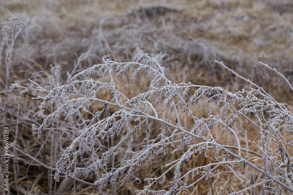 Winter Dawn's Frozen Beauty Winter Dawn's Frozen Beauty