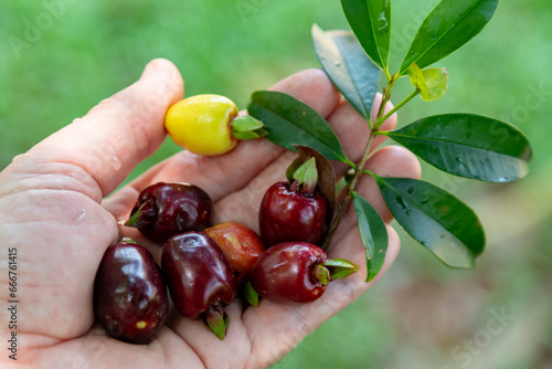 Ripe Eugenia involucrata, an exotic cherry spice commonly found in South America, especially in Brazil. Wild cherry or "bush cherry"