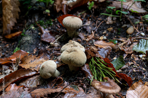 common puffball mushroom. Growing in a forest in the UK