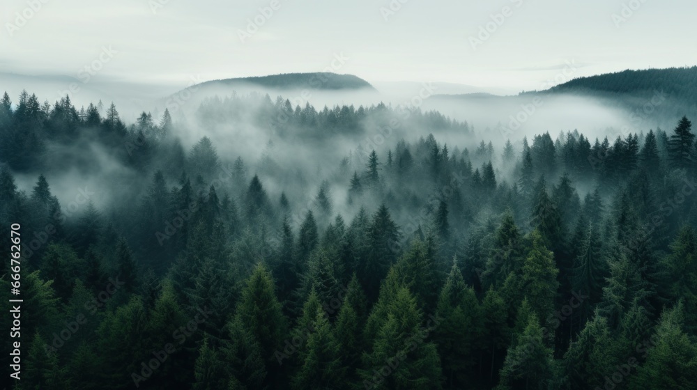 An aerial shot of a dense forest with a white fog An aerial shot of a dense forest with a white fog