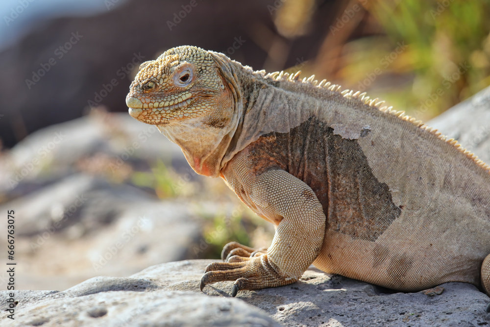 Naklejka premium Barrington land iguana on Santa Fe Island, Galapagos National Park, Ecuador