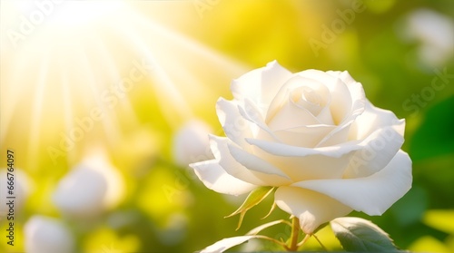 Summer scene with white rose in rays of sunlight. Close-up or macro