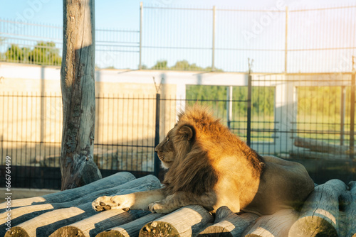 Canvas Print Beautiful African lion in a zoo enclosure on a summer sunny day