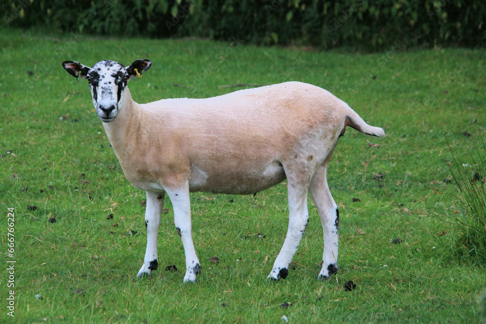 A Sheep in the meadow A Sheep in the meadow
