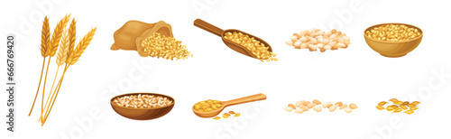 Wheat Grain Cereal in Husk and Spikelet Vector Set