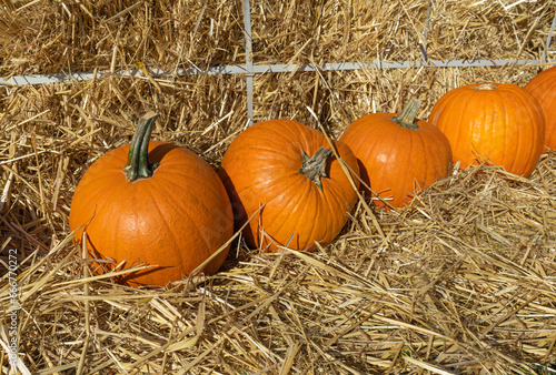 Pumpkins Halloween Decoration  Squash Farm  Orange Thanksgiving Vegetables Pile on Grass  Autumn Loan