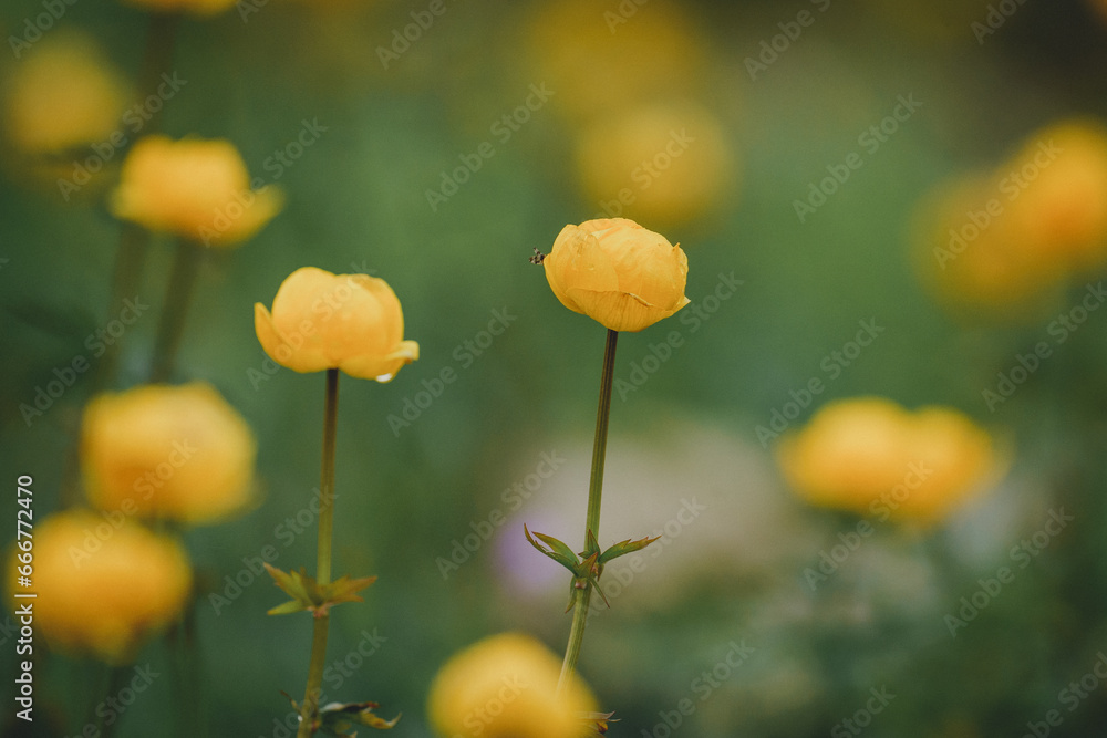 Close-up of a beautiful yellow Globeflowers, Trollius europaeus shot