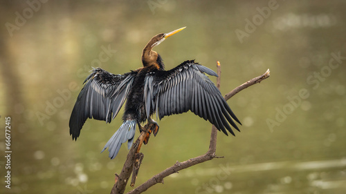 Oriental darter or Indian darter or Anhinga melanogaster back profile basking or sunning full wingspan in natural green background at keoladeo national park bharatpur bird sanctuary rajasthan india
