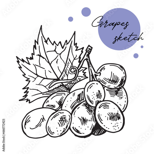 Grapes sketch hand drawn . Wine vine close up outline, leaves, berries. Black and white clip art isolated on white background. Antique vintage engraving illustration for design, logo wine