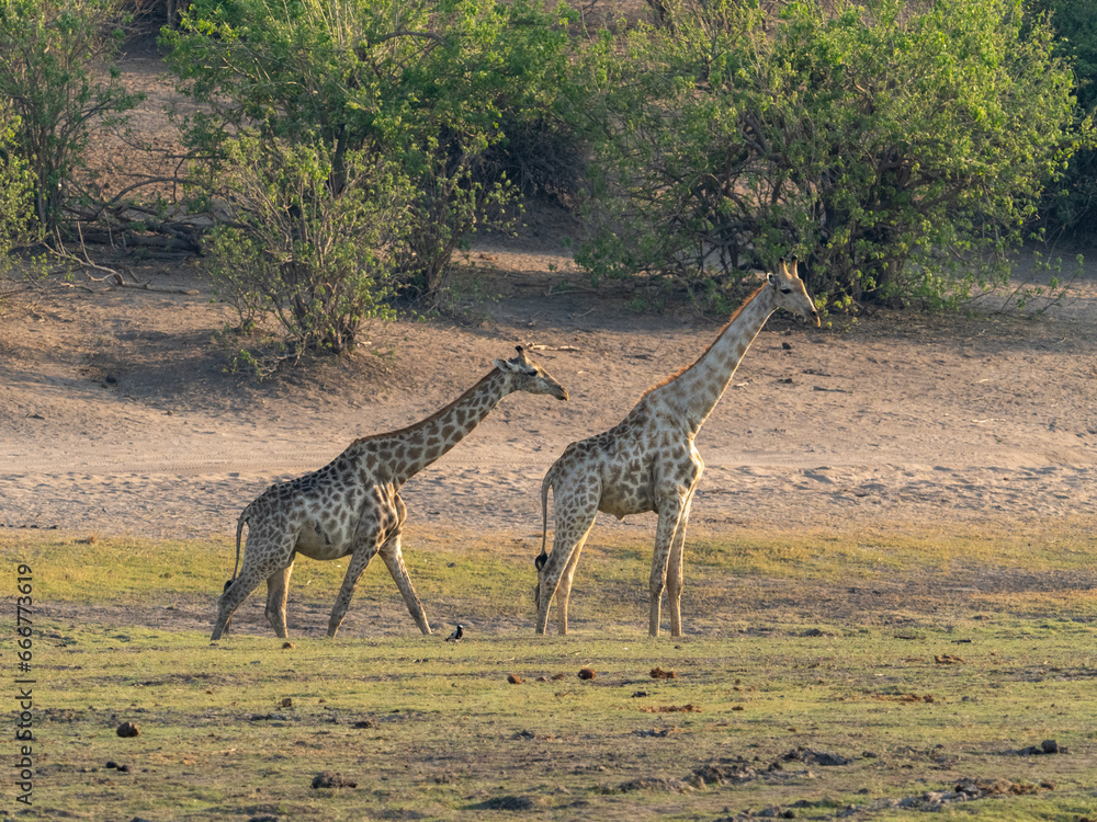 Fototapeta premium Giraffe