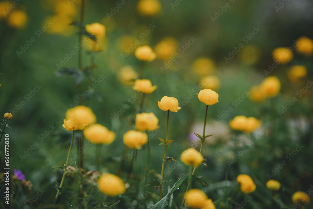 Close-up of a beautiful yellow Globeflowers, Trollius europaeus shot