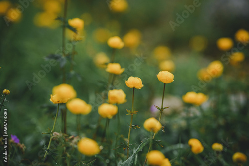 Obraz na płótnie Close-up of a beautiful yellow Globeflowers, Trollius europaeus shot w salonie