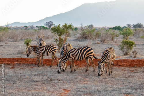 Zebraherde in der Landschaft Kenia