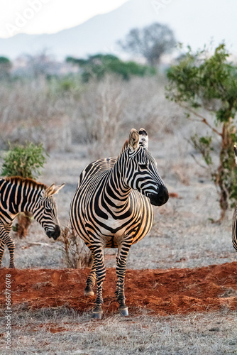 Zebra in der Landschaft Kenia