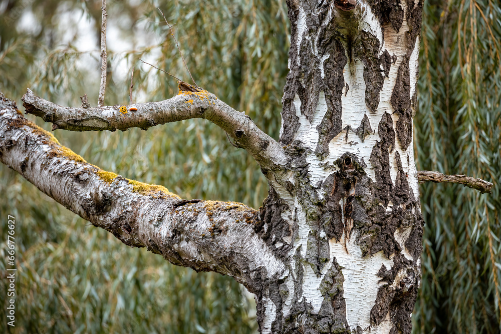 A Birch tree with branch and trunk A Birch tree with branch and trunk