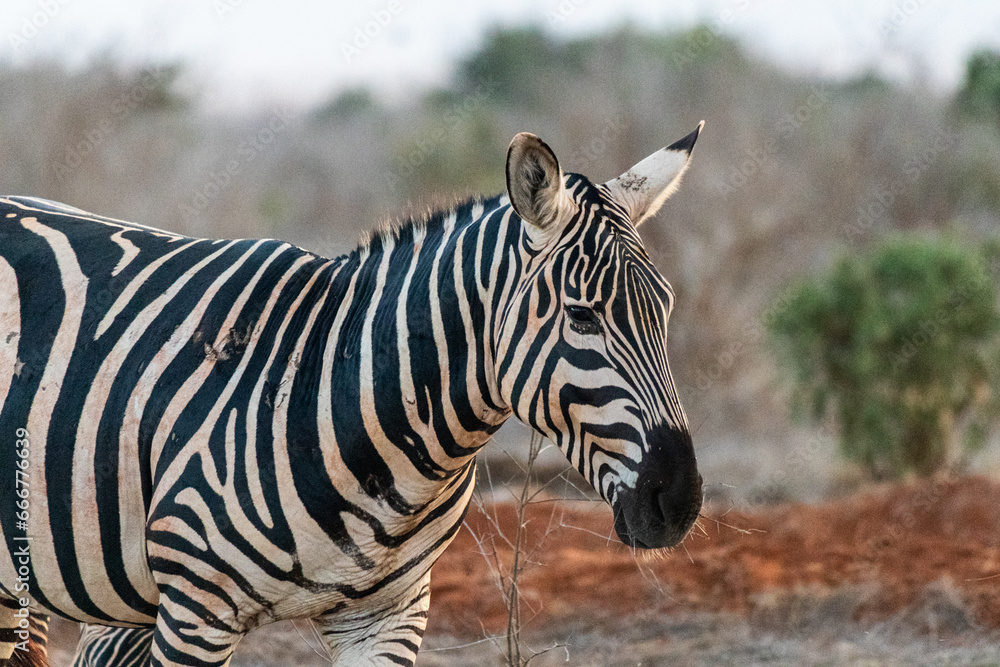 Zebra in der Landschaft Kenia