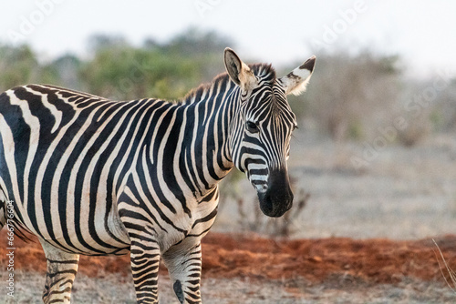 Zebra in der Landschaft Kenia
