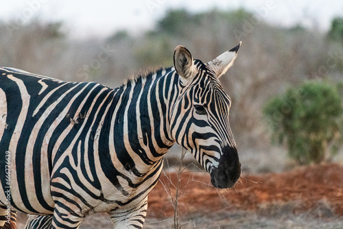 Zebra in der Landschaft Kenia © Carola