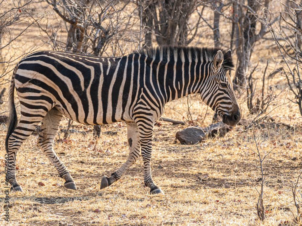 Obraz premium Zebra