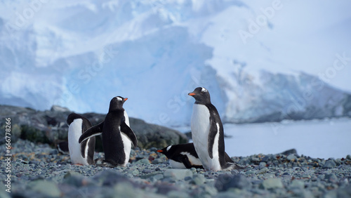 antarctic penguins  wildlife  on the rocky ocean shore