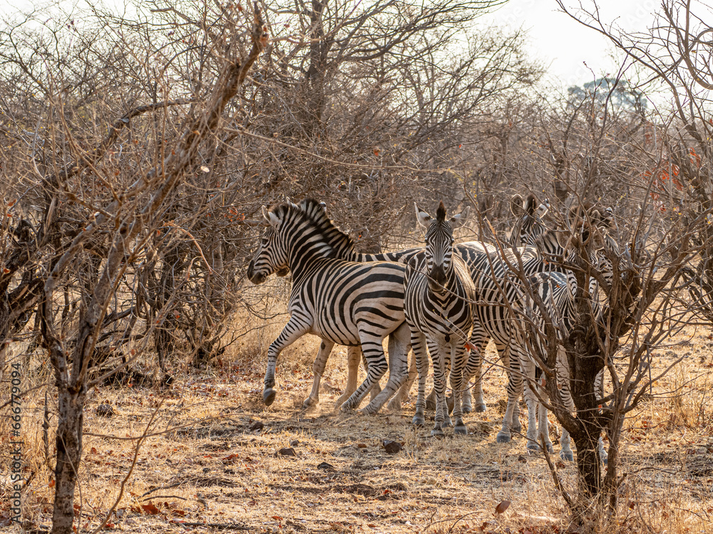 Obraz premium Zebra