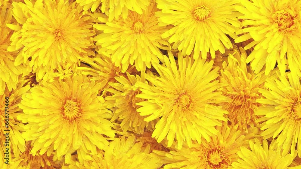Background and texture rotation of yellow dandelions. View from above. Background and texture rotation of yellow dandelions. View from above.