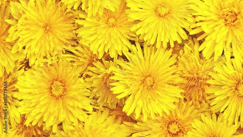 Background and texture rotation of yellow dandelions. View from above.