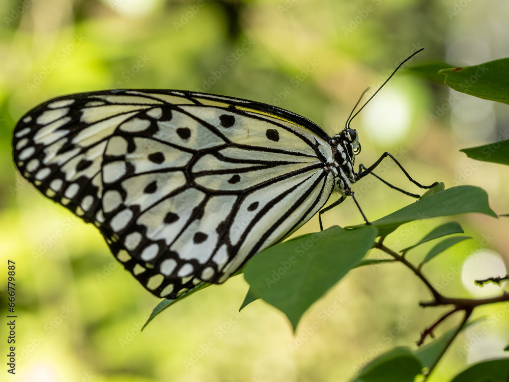 Fototapeta premium Schmetterling