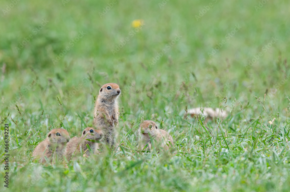 A group of curious Ground squirrel puppies in the grass. Cute funny animal ground squirrel. Green nature background. A group of curious Ground squirrel puppies in the grass. Cute funny animal ground squirrel. Green nature background.