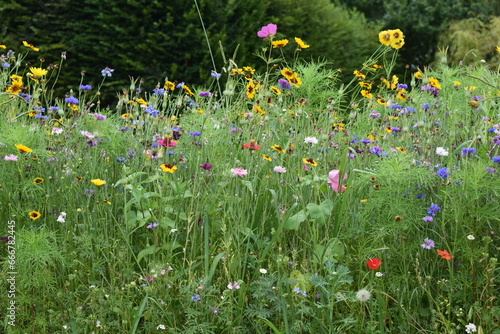 Wild flower field