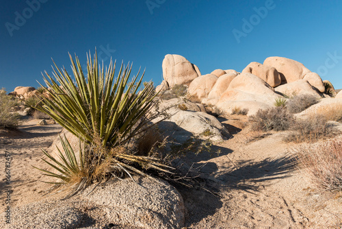 Mojave yucca and boulders at Jumbo Rocks campground lit by evening lights, Joshua Tree National Park, California, US photo