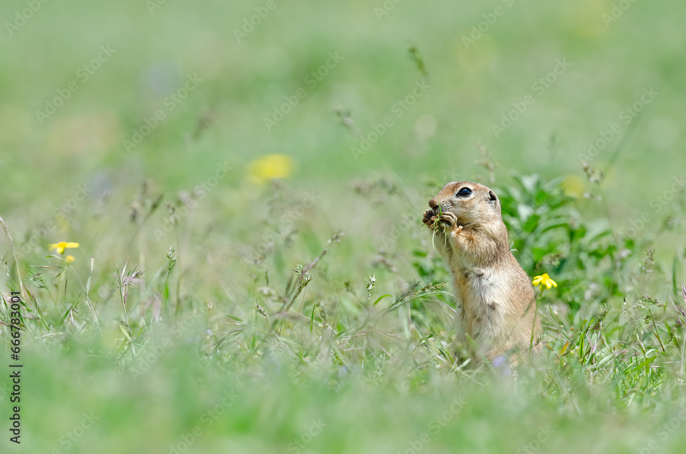 Ground squirrel feeding. Cute funny animal ground squirrel. Green nature background. Ground squirrel feeding. Cute funny animal ground squirrel. Green nature background.