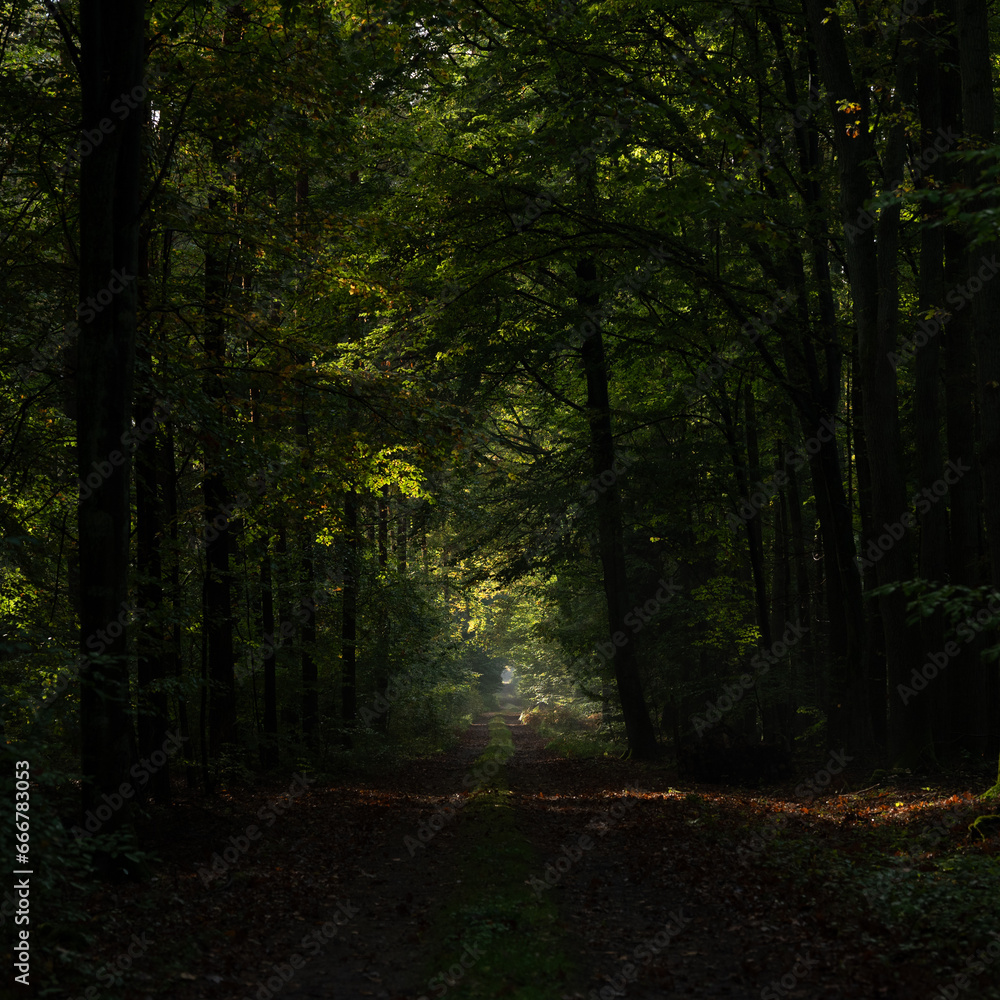 Poland - Path in the forest in the morning Poland - Path in the forest in the morning