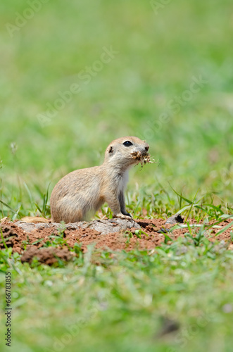 Ground squirrel feeding. Cute funny animal ground squirrel. Green nature background.