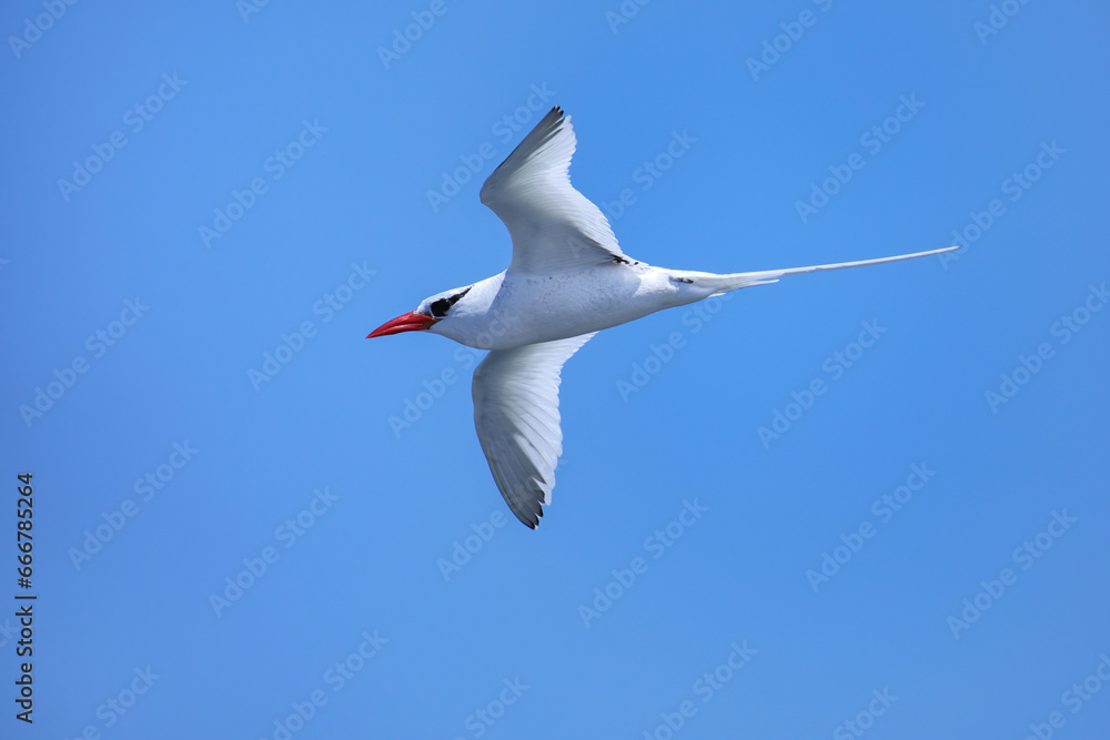 Obraz premium Red-billed tropicbird flying near South Plaza Island, Galapagos National Park, Ecuador.