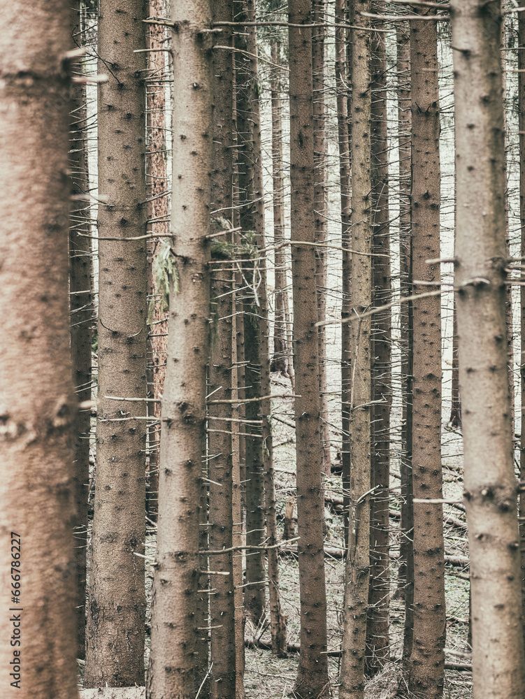 Fototapeta premium Monochrome dark moody forest in Carpathian Mountains.