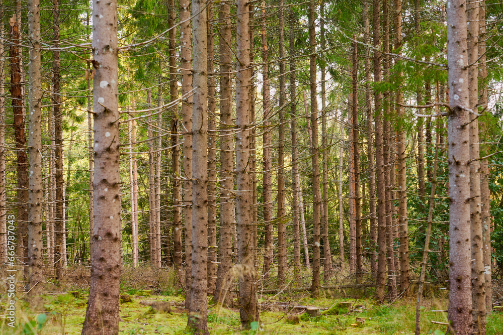 Fototapeta premium Trees in forest as a natural background.
