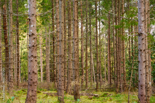 Fototapeta Naklejka Na Ścianę i Meble -  Trees in forest as a natural background.