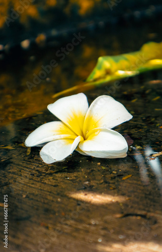 White Flower