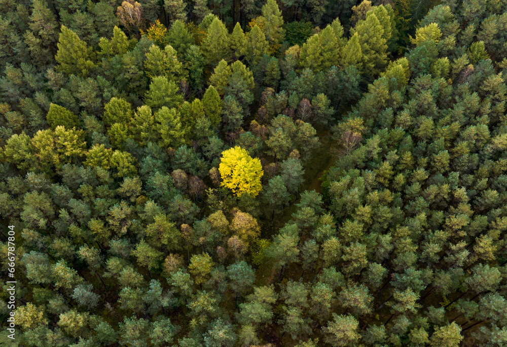 Autumn forest. Drone view. Autumn forest. Drone view.
