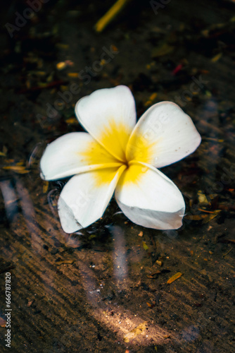 White Flower
