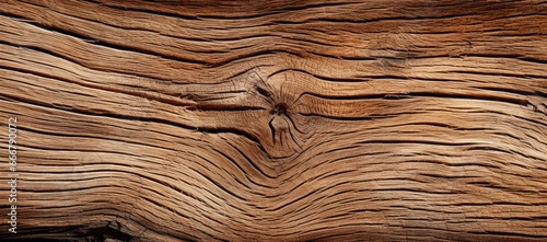 An exhibition featuring oak wood that has been freshly cut and remains unfinished