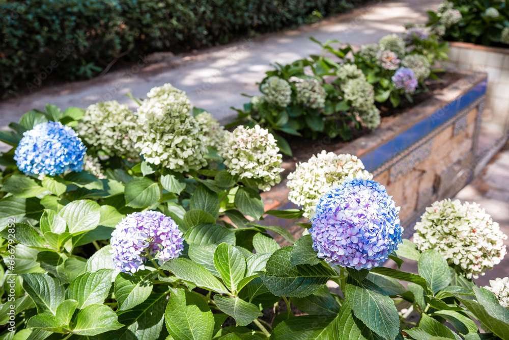 Flower beds with beautiful blue and white hydrangeas grow in the city park. Flower beds with beautiful blue and white hydrangeas grow in the city park.