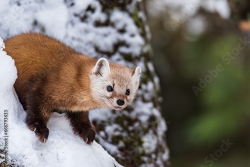 A Pine Marten (Martes americana) or American Marten on a Snow Covered Tree Looking Forward