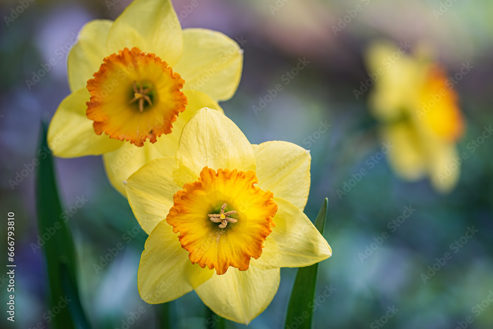Macro close-up of daffodil (Narcissus spp.) blooms Macro close-up of daffodil (Narcissus spp.) blooms