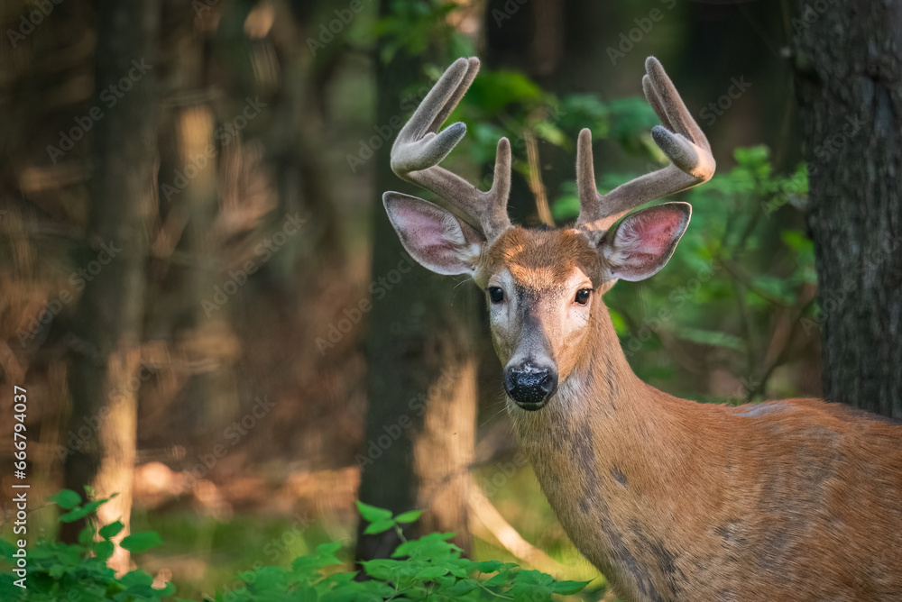 Male White-tailed Deer (Odocoileus virginianus) with Prominent Antlers in Velvet Male White-tailed Deer (Odocoileus virginianus) with Prominent Antlers in Velvet