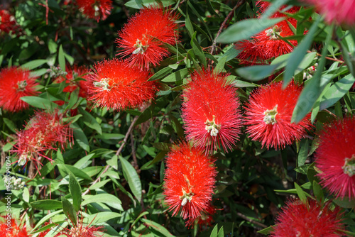 Callistemon rigidus blossoms with red bottlebrush flowers branch on beautiful green bokeh background. Callistemon bush on Sochi Adler street. Selective focus close-up. Nature concept with copy space