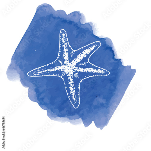 Hand-drawn ink illustration. Sea shell on the blue watercolor background. Vector