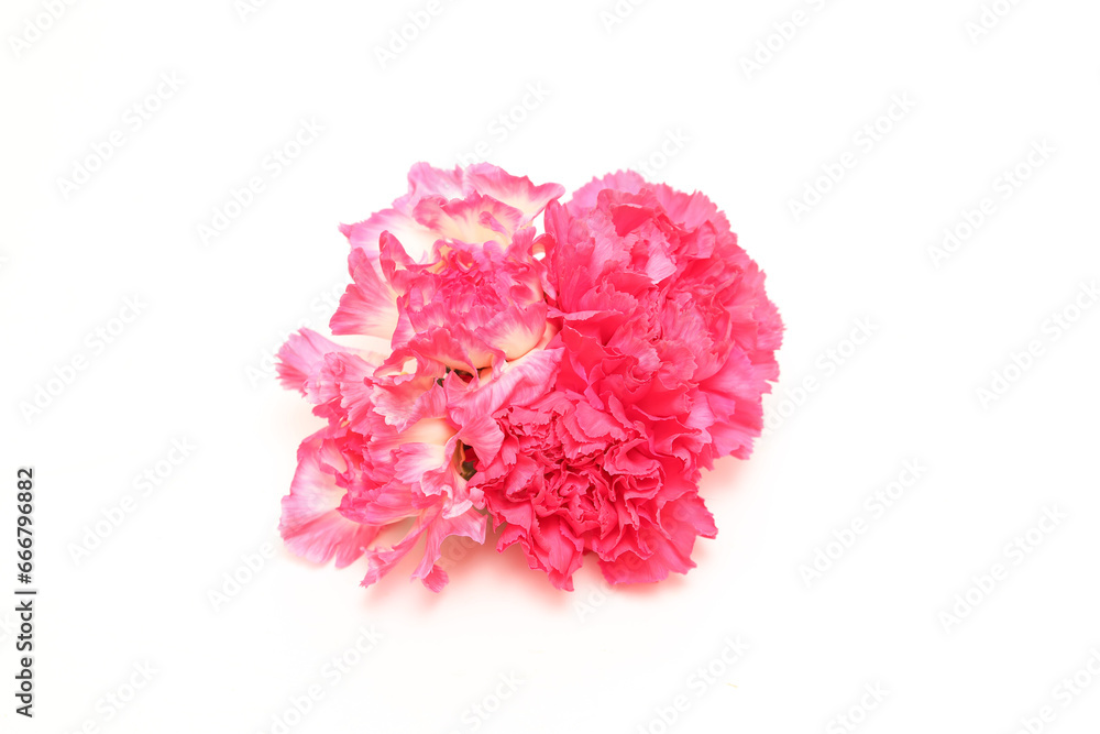 白バックのカーネーションの花束 白バックのカーネーションの花束